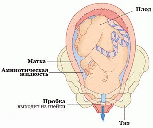 околоплодные воды